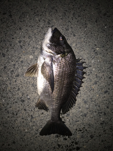 チヌの釣果