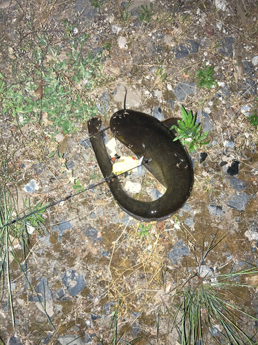 ナマズの釣果