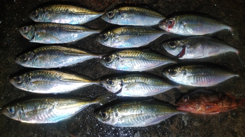 アジの釣果