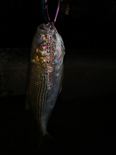 コノシロの釣果