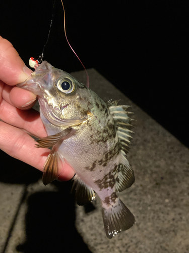 メバルの釣果