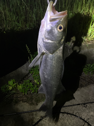 セイゴ（タイリクスズキ）の釣果