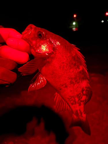 メバルの釣果