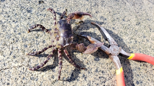 カニの釣果