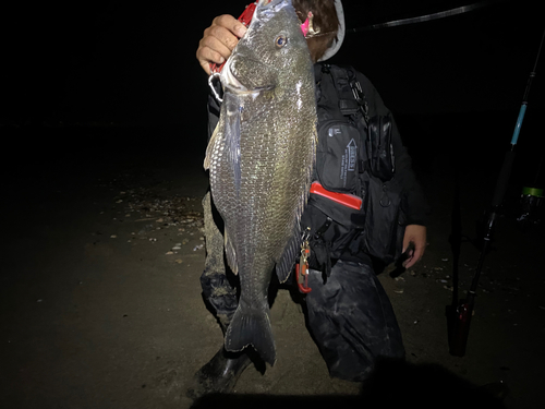 チヌの釣果