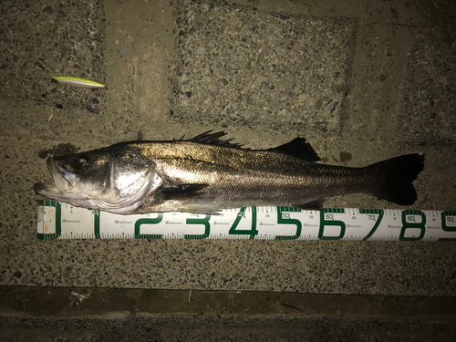 シーバスの釣果