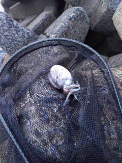 コウイカの釣果