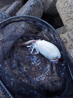 コウイカの釣果