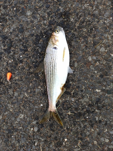 コノシロの釣果