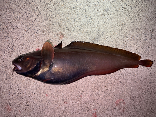 ドンコの釣果