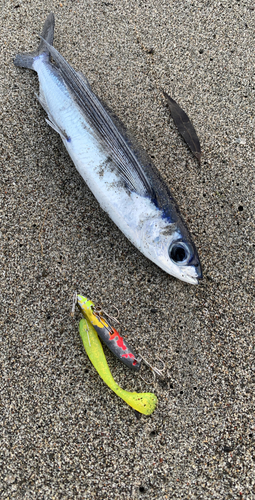 トビウオの釣果