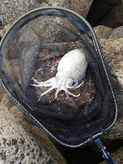 コウイカの釣果