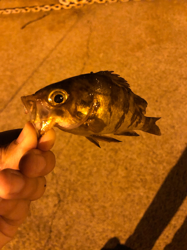 シロメバルの釣果