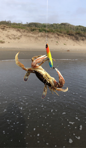 カニの釣果