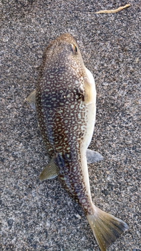 ショウサイフグの釣果