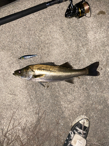 シーバスの釣果