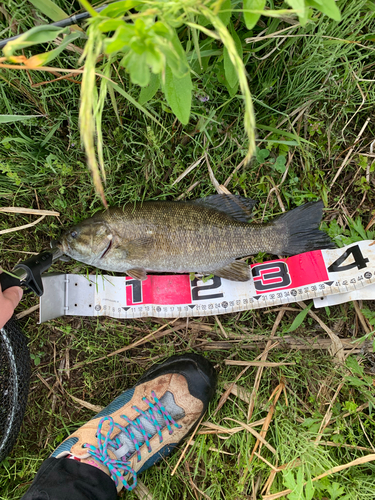 スモールマウスバスの釣果