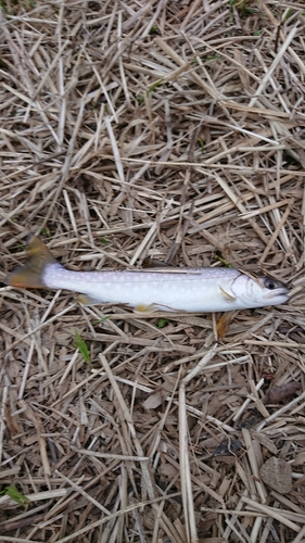 アメマスの釣果