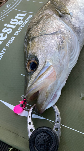 シーバスの釣果