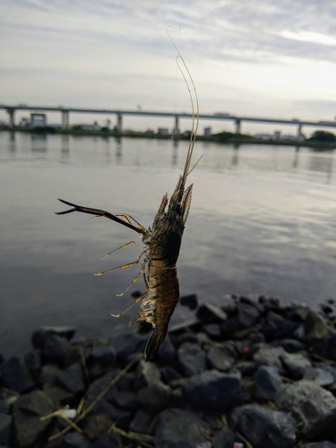 テナガエビの釣果