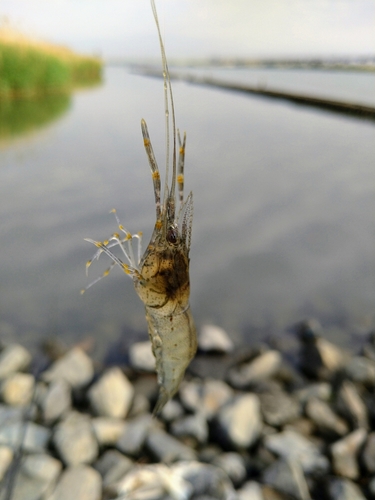 テナガエビの釣果