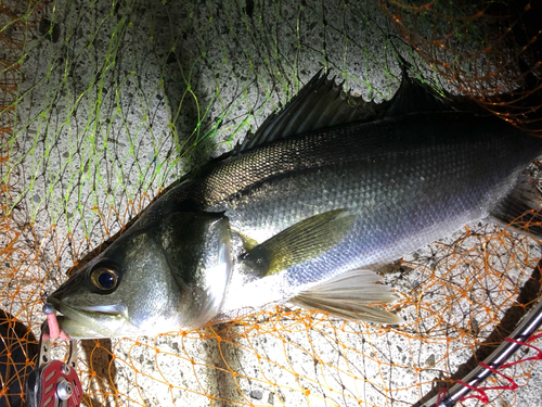 スズキの釣果