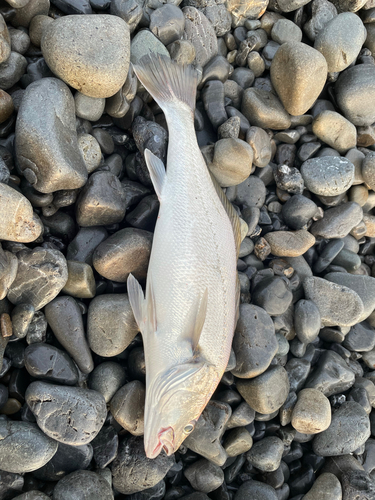 ニベの釣果