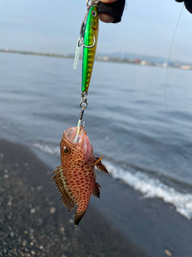 オオモンハタの釣果