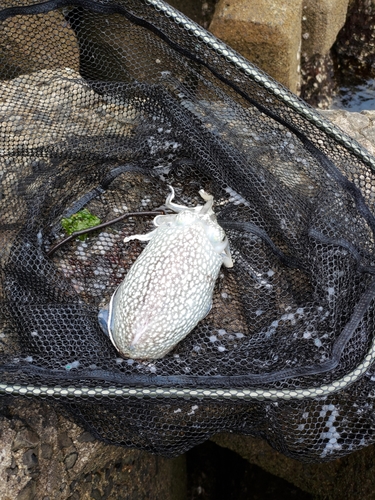 コウイカの釣果