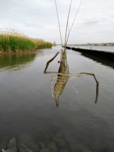 テナガエビの釣果