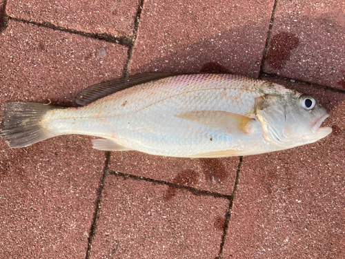 イシモチの釣果