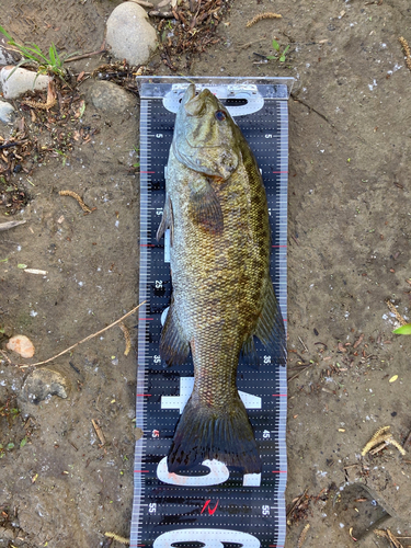 スモールマウスバスの釣果