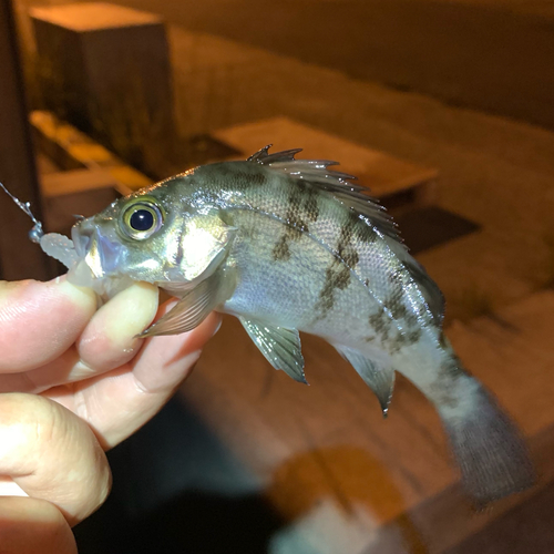 メバルの釣果