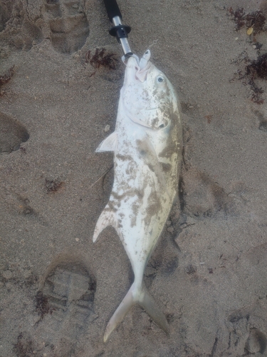 ムナグロアジの釣果