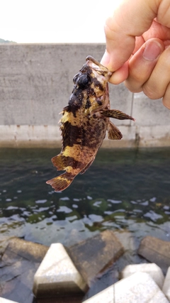 タケノコメバルの釣果