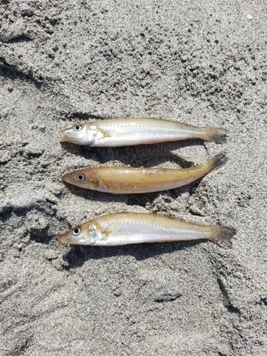 シロギスの釣果