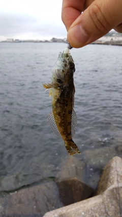 アナハゼの釣果