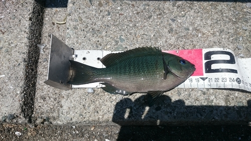 クチブトグレの釣果