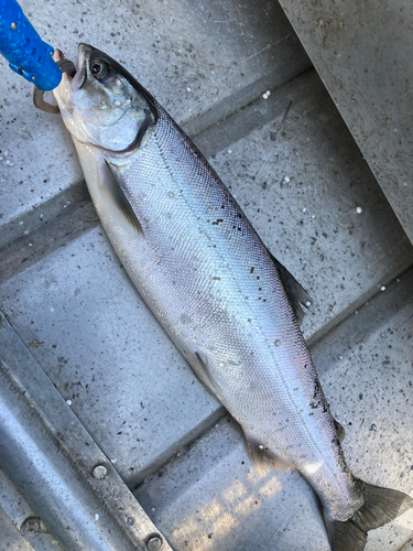 ビワマスの釣果