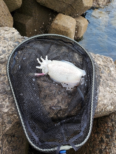 コウイカの釣果