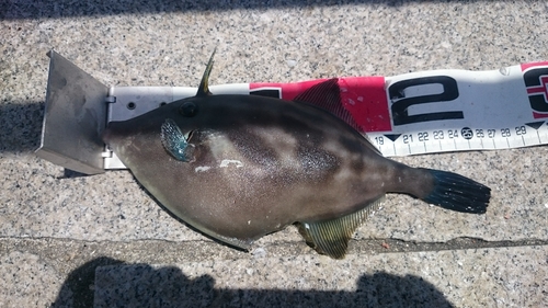 ウマヅラハギの釣果