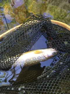 イワナの釣果