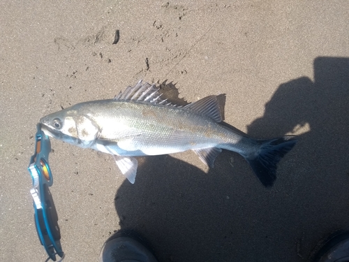 フッコ（マルスズキ）の釣果