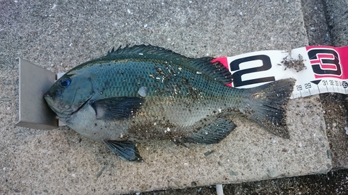 クチブトグレの釣果