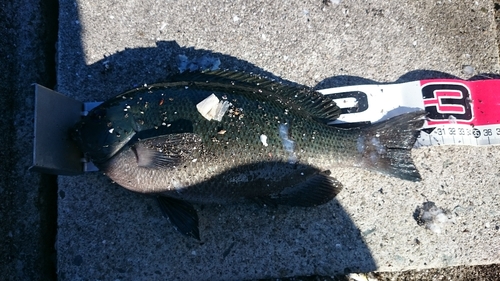 クチブトグレの釣果