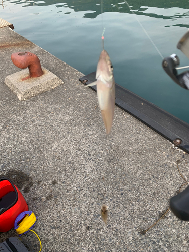 キスの釣果