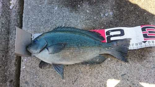 クチブトグレの釣果