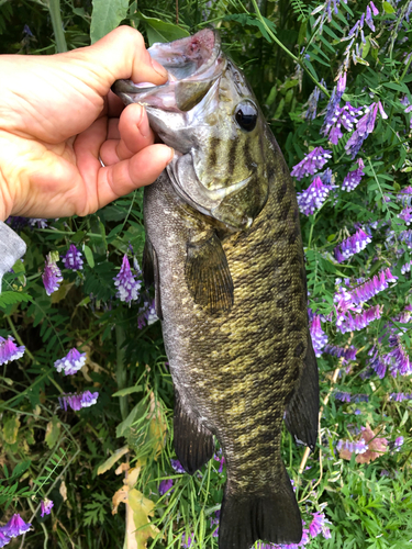 スモールマウスバスの釣果