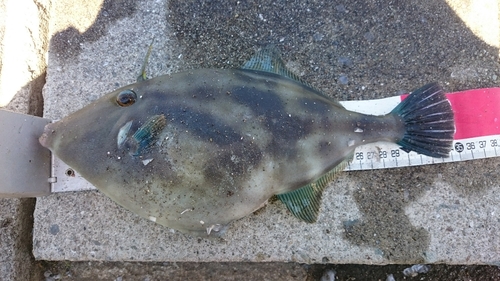 ウマヅラハギの釣果