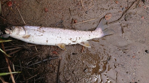 アメマスの釣果